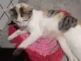Felicia