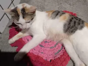 Gato raça Diferente idade 2 a 6 meses nome Felicia