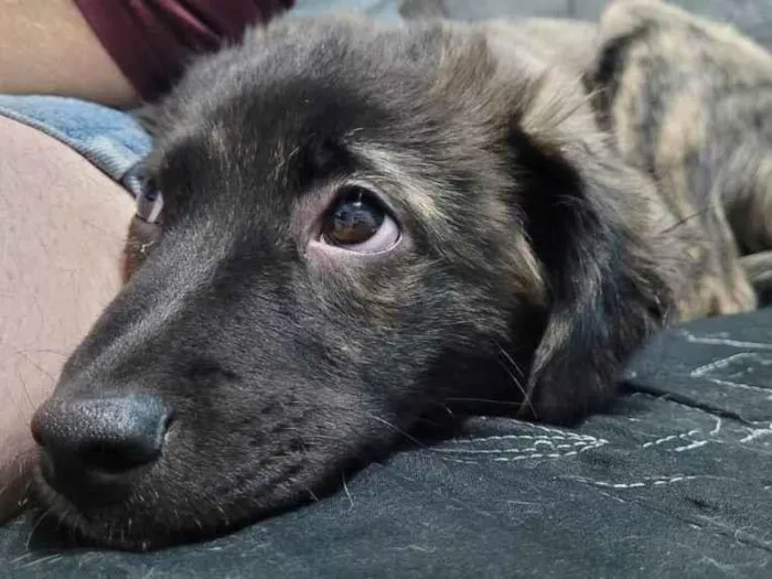 Cachorro ra a Sem Raça idade 2 a 6 meses nome Pepeto