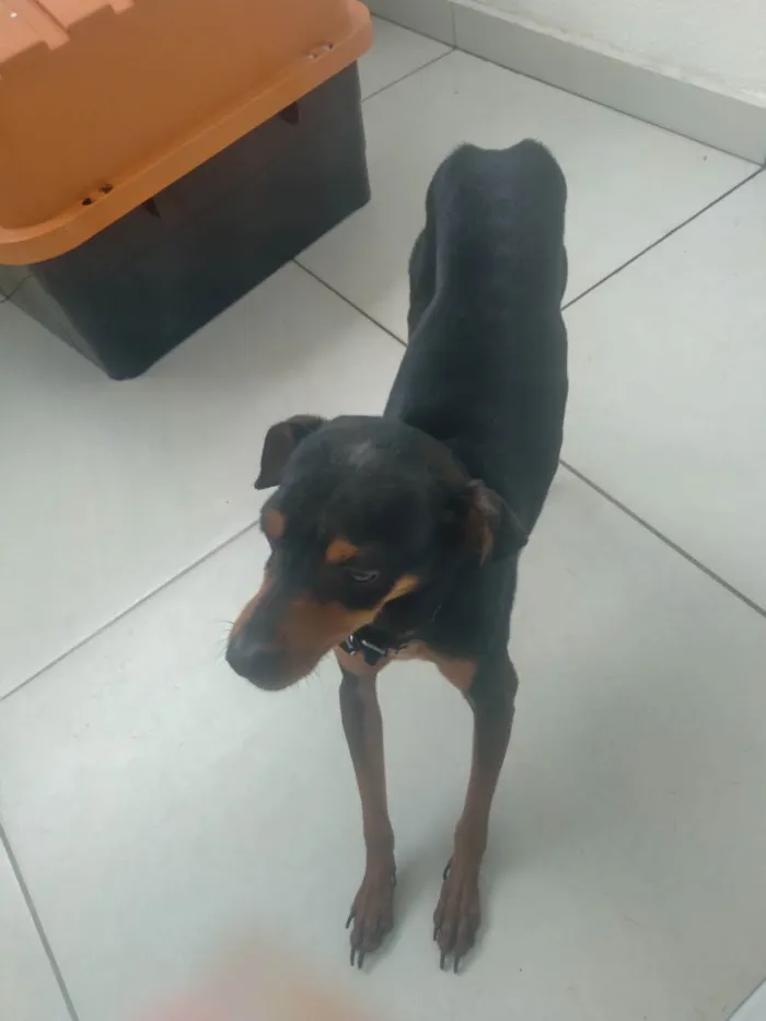 Cachorro ra a Pinscher idade 2 anos nome Duck