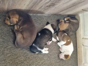Cachorro raça SRD idade Abaixo de 2 meses nome Não  tem