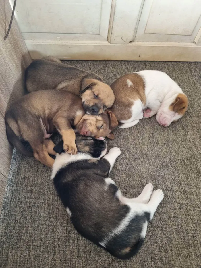 Cachorro raça SRD idade Abaixo de 2 meses nome Não  tem