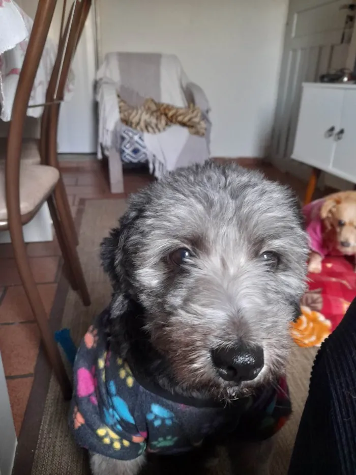 Cachorro raça Podlle idade 2 anos nome Princesa