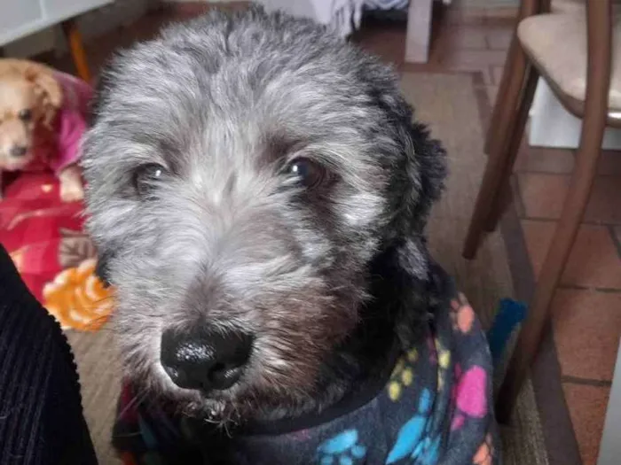 Cachorro raça Podlle idade 2 anos nome Princesa