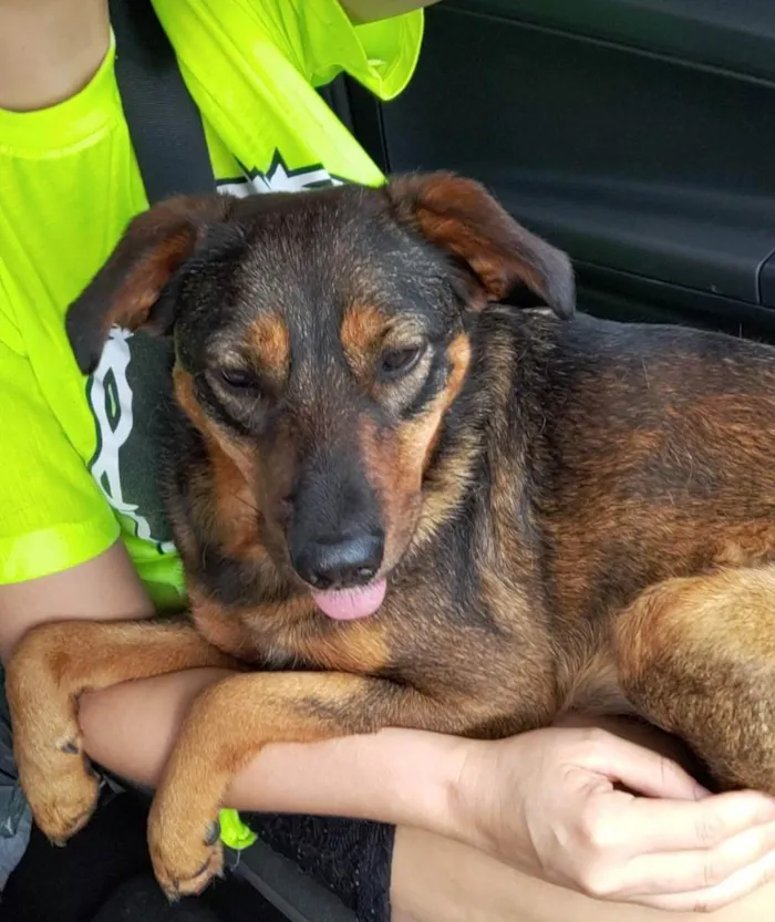 Cachorro ra a SRD idade 2 anos nome Belinha