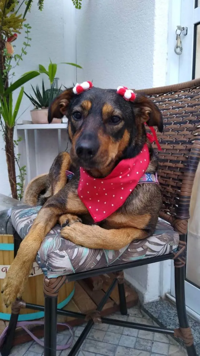 Cachorro ra a SRD idade 2 anos nome Belinha