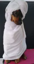 Belinha