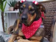 Belinha