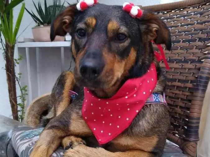 Cachorro ra a SRD idade 2 anos nome Belinha