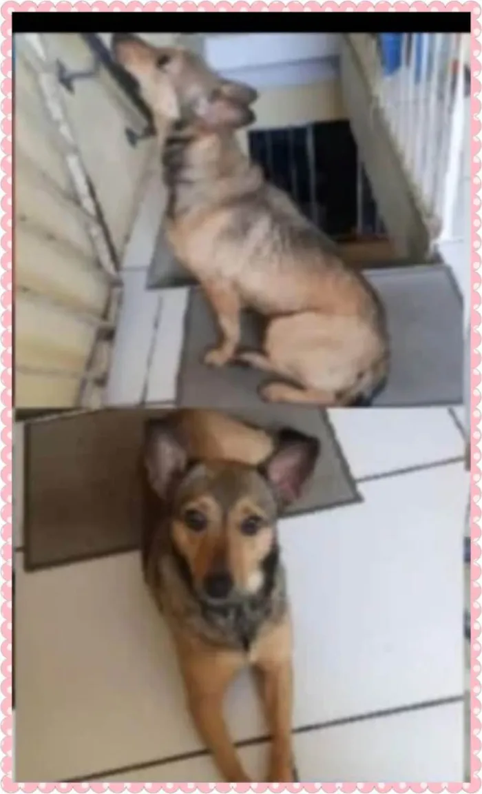 Cachorro raça SRD idade 2 a 6 meses nome Amora