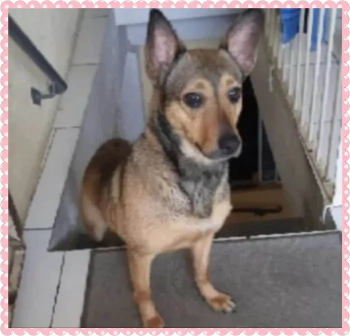 Cachorro raça SRD idade 2 a 6 meses nome Amora