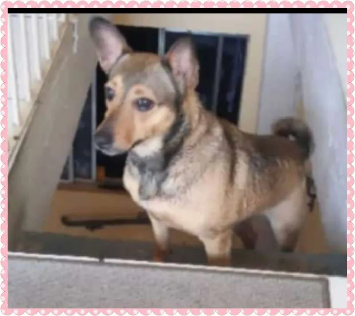 Cachorro raça SRD idade 2 a 6 meses nome Amora