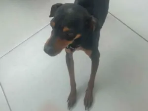 Cachorro raça Pinscher idade 2 anos nome Duck