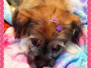 Cachorro raça SRD idade Abaixo de 2 meses nome Estopinha