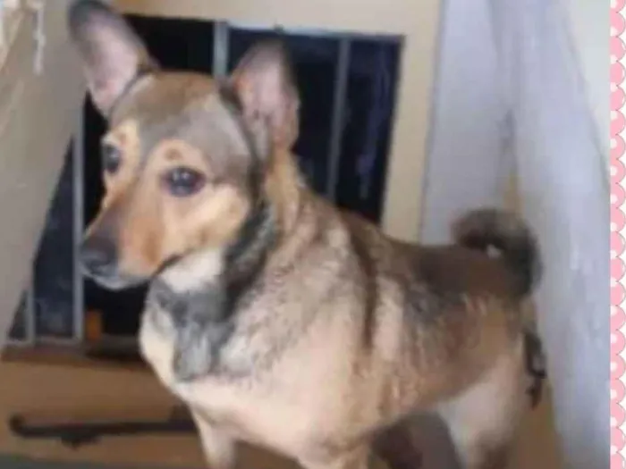 Cachorro raça SRD idade 2 a 6 meses nome Amora
