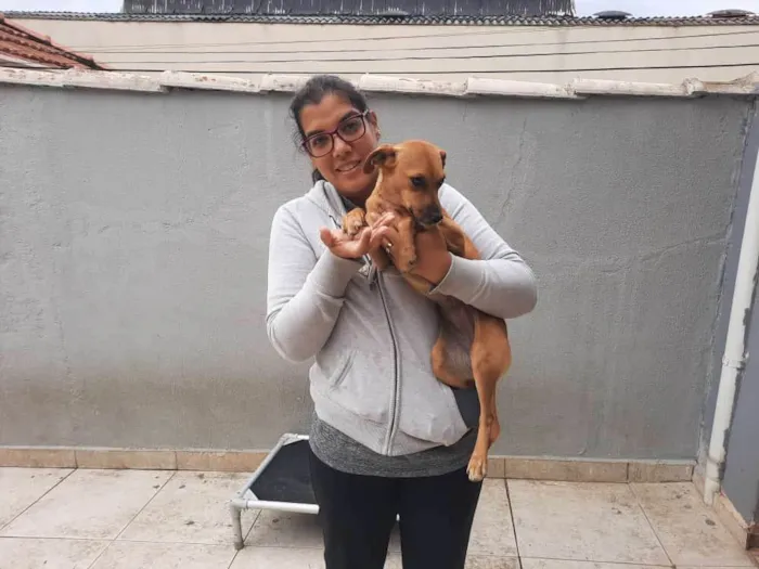 Cachorro raça SRD idade 1 ano nome Catarina
