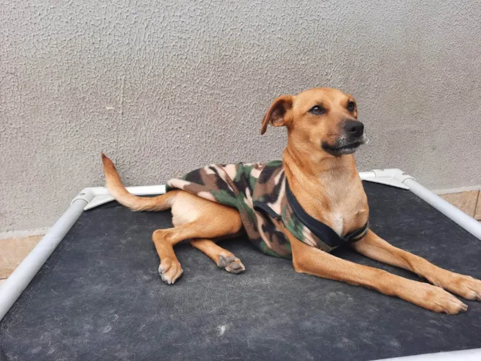 Cachorro raça SRD idade 1 ano nome Catarina