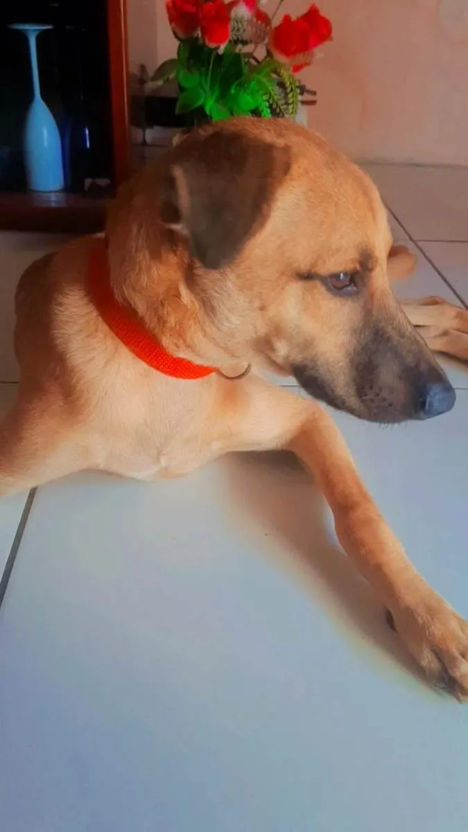 Cachorro ra a Vira lata idade 7 a 11 meses nome Max