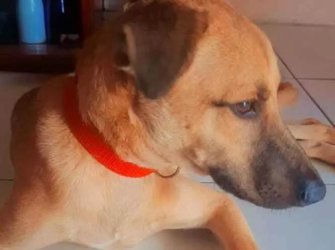 Cachorro ra a Vira lata idade 7 a 11 meses nome Max