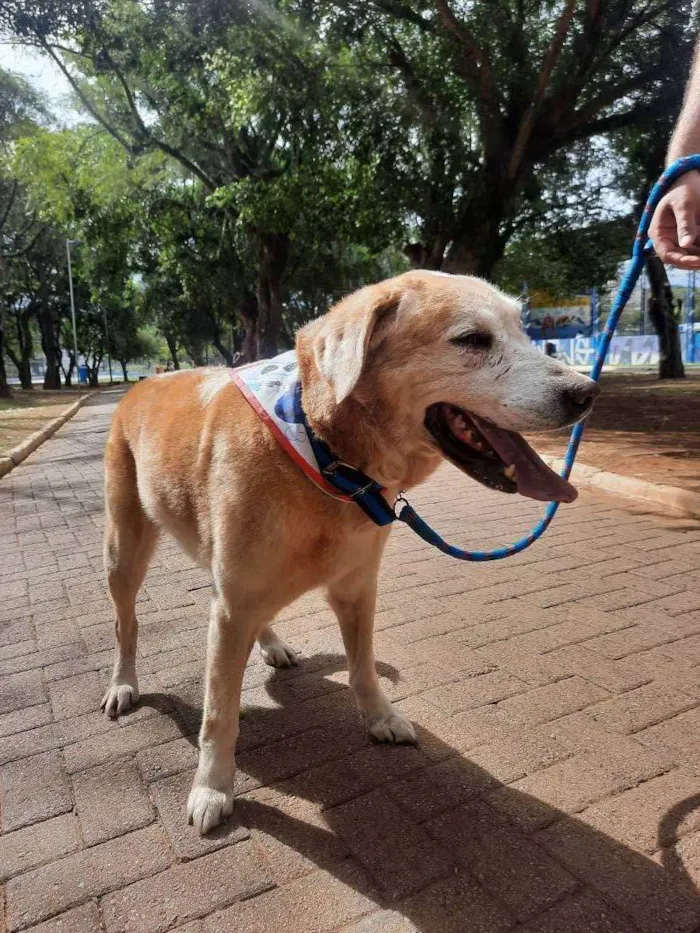 Cachorro ra a Labrador  idade 6 ou mais anos nome Marley 