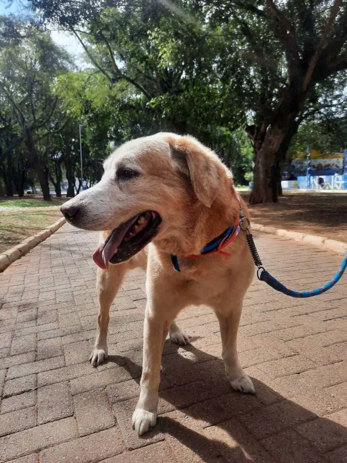 Cachorro ra a Labrador  idade 6 ou mais anos nome Marley 