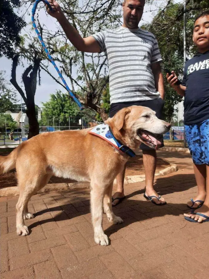 Cachorro ra a Labrador  idade 6 ou mais anos nome Marley 