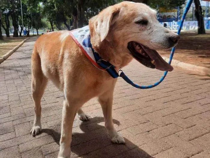 Cachorro ra a Labrador  idade 6 ou mais anos nome Marley 