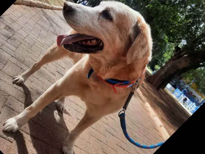 Cachorro ra a Labrador  idade 6 ou mais anos nome Marley 