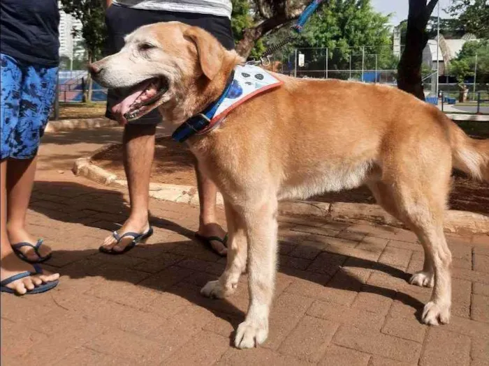 Cachorro ra a Labrador  idade 6 ou mais anos nome Marley 