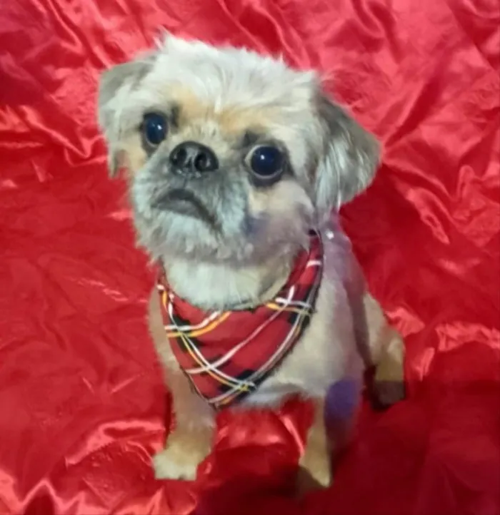 Cachorro ra a Mestiço  idade 1 ano nome Theo 