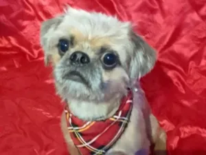 Cachorro raça Mestiço  idade 1 ano nome Theo 