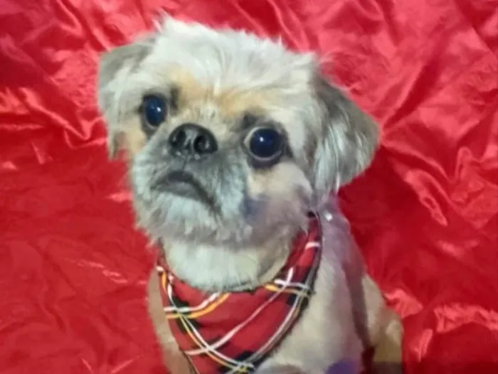 Cachorro ra a Mestiço  idade 1 ano nome Theo 