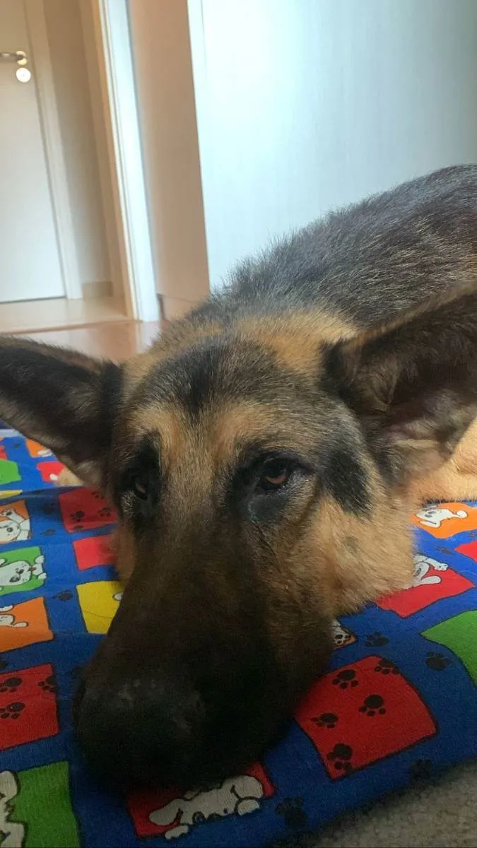 Cachorro raça Pastor Alemão idade 3 anos nome Aslan