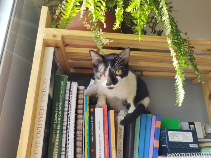 Gato raça  idade 7 a 11 meses nome Emmanuel