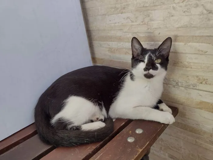 Gato raça  idade 7 a 11 meses nome Emmanuel