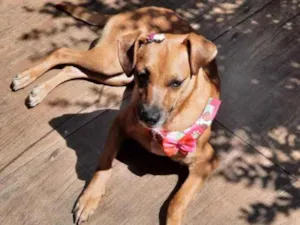 Cachorro raça SRD idade 1 ano nome Catarina