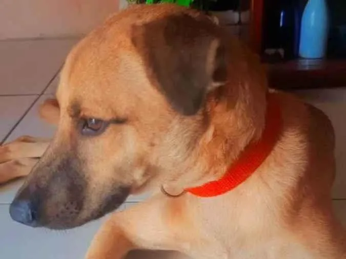 Cachorro ra a Vira lata idade 7 a 11 meses nome Max