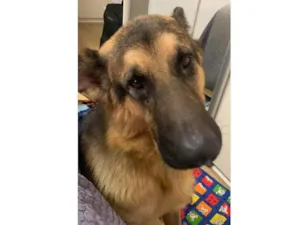 Cachorro raça Pastor Alemão idade 3 anos nome Aslan