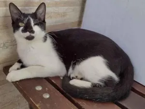 Gato raça  idade 7 a 11 meses nome Emmanuel