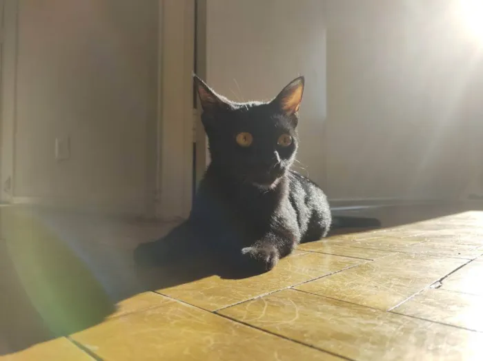 Gato raça SRD idade 7 a 11 meses nome Roman