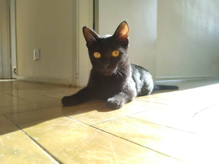 Gato raça SRD idade 7 a 11 meses nome Roman
