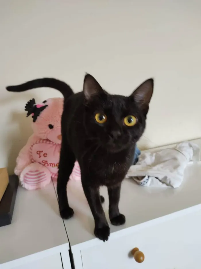 Gato raça SRD idade 7 a 11 meses nome Roman