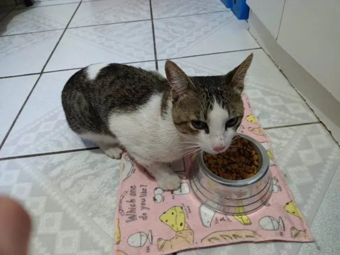 Gato raça SRD idade 1 ano nome Phil Collins 