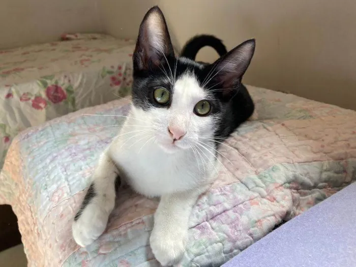 Gato raça SRD idade 2 a 6 meses nome Dente de leão