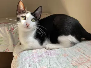 Gato raça SRD idade 2 a 6 meses nome Dente de leão