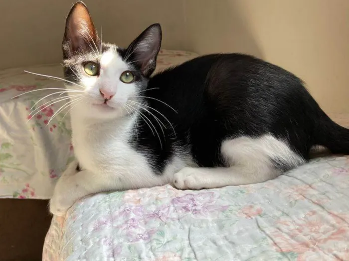 Gato raça SRD idade 2 a 6 meses nome Dente de leão