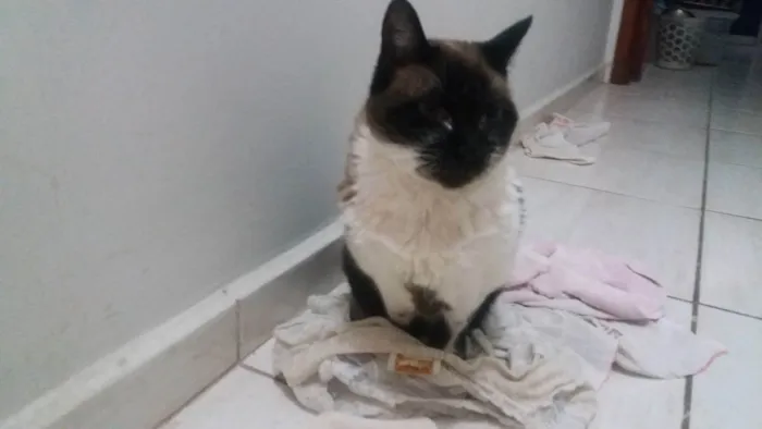 Gato ra a mistura de siamês idade 6 ou mais anos nome POMPOM