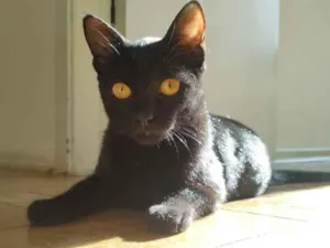 Gato raça SRD idade 7 a 11 meses nome Roman