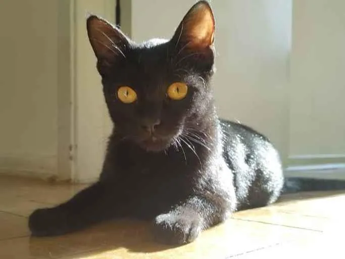 Gato raça SRD idade 7 a 11 meses nome Roman