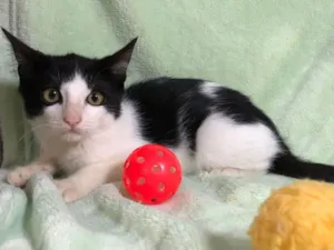 Gato raça SRD idade 2 a 6 meses nome São Bento